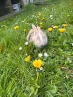 Mooie dwergkonijne, Dieren en Toebehoren, Konijnen, Geslacht onbekend, Dwerg, 0 tot 2 jaar
