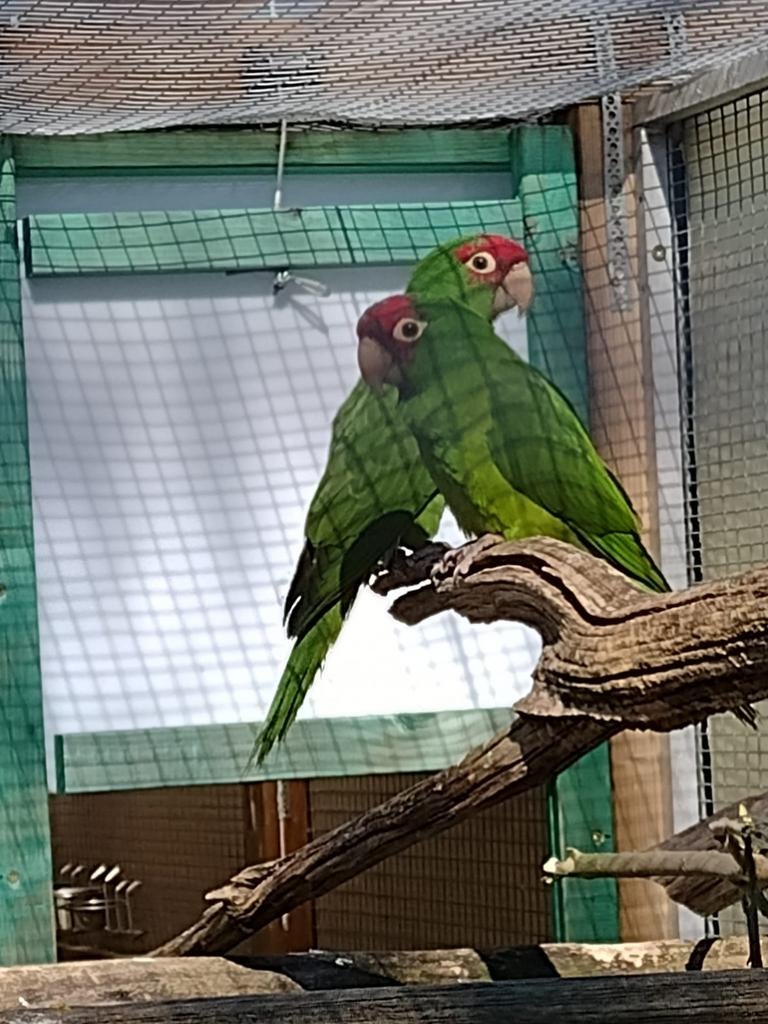 Aratinga erythrogenys, Dieren en Toebehoren, Vogels | Parkieten en Papegaaien