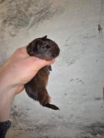 Verschillende cavia´s goudagouti, Dieren en Toebehoren, Februari, Meerdere dieren, Cavia