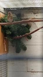 3 botvinken te koop 140€, Dieren en Toebehoren, Vogels | Overige Vogels