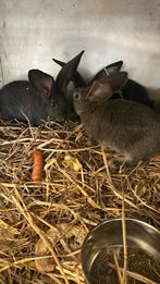 Vlaamse reus, Dieren en Toebehoren, Konijnen