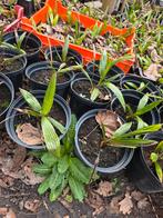Palmbomen eigen kweek, Tuin en Terras, Ophalen
