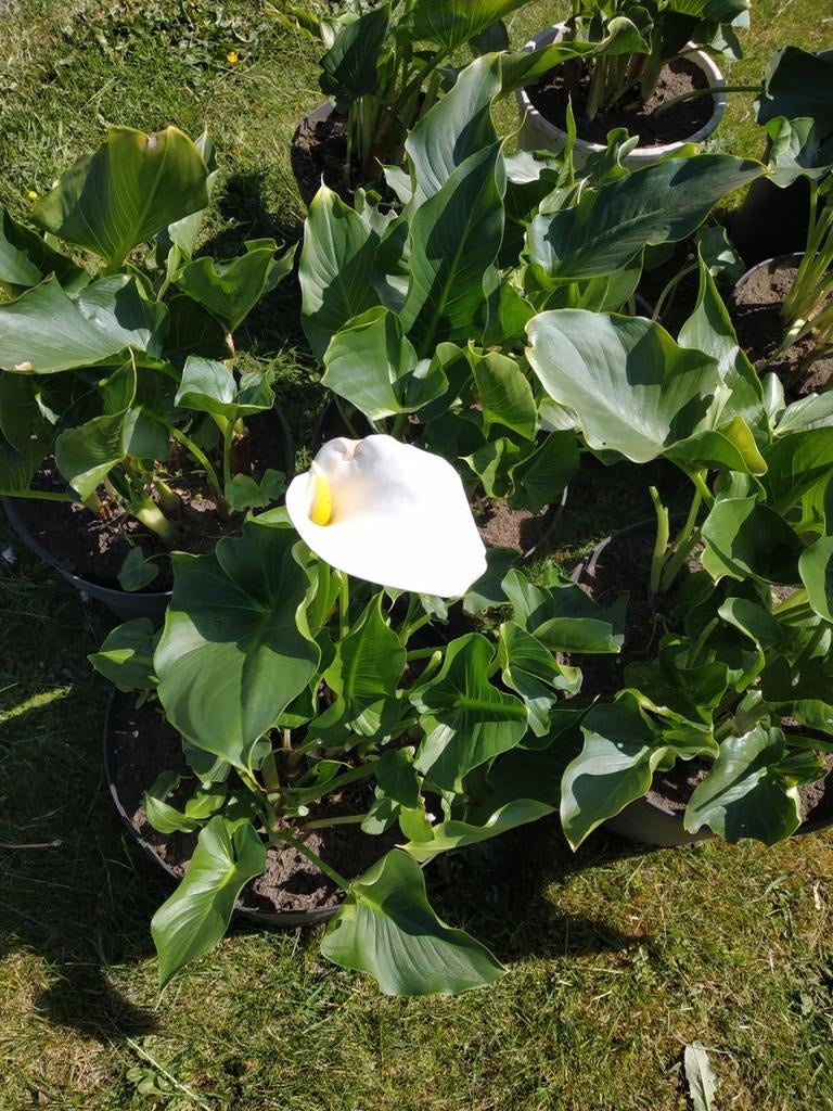 Arondskelken : planten, Ophalen