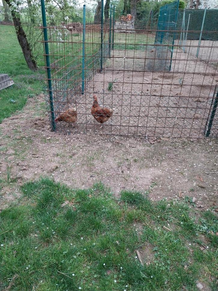 afsluiting voor dieren, Tuin en Terras, Gaas en Draad, Gebruikt, Ophalen