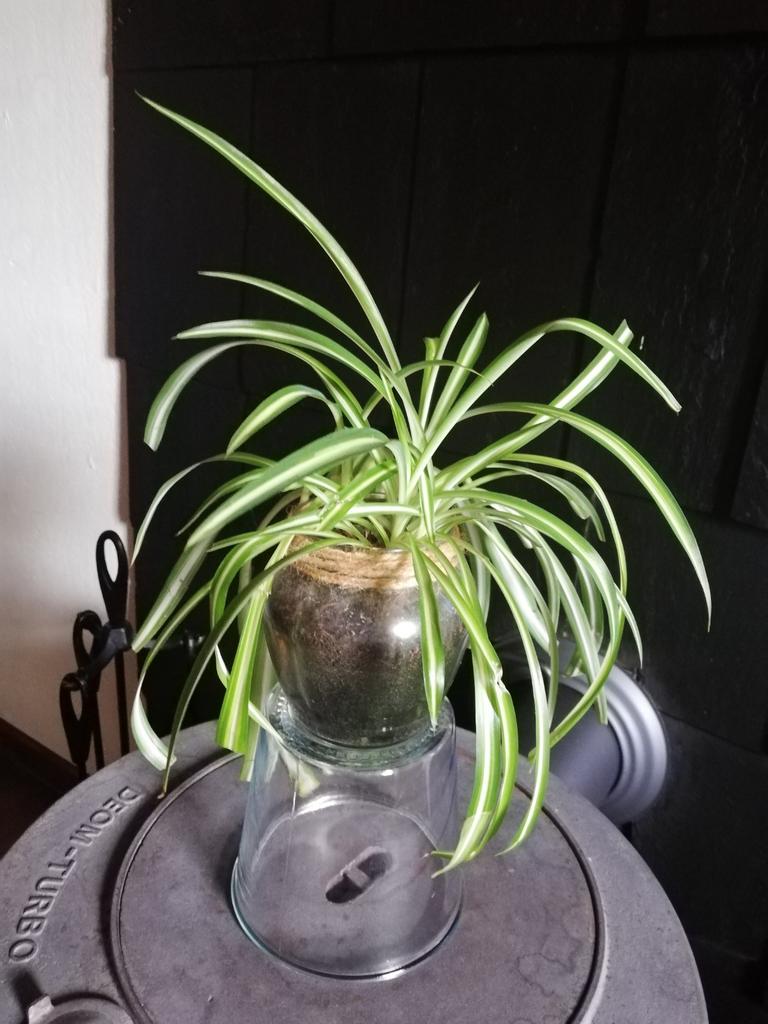 Echange ou vend chlorophyptum panaché, Maison & Meubles, Plantes d'intérieur, Ombre partielle, En pot, Enlèvement