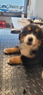 Berner sennen pups Reuke groeit op in huiselijke kring, Chien (mâle), Swiss mountain, Belgique, 8 à 15 semaines