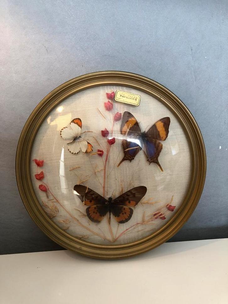 Cadre à papillons, Collections, Collections Animaux, Utilisé, Insecte, Enlèvement ou Envoi