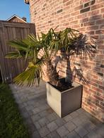 Palmboom in pot, Jardin & Terrasse, Plantes | Jardin, Enlèvement
