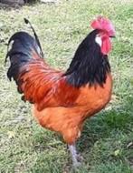 Jonge Vorwerk haan, Dieren en Toebehoren, Mannelijk, Kip