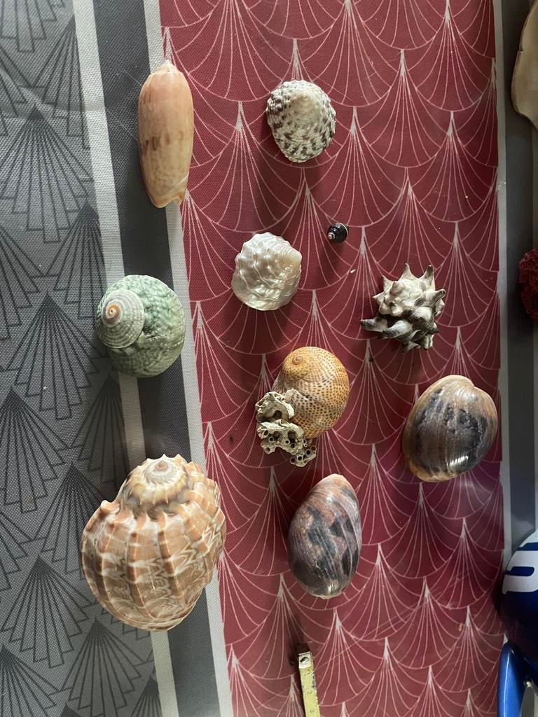 Coquillages, Collections, Enlèvement ou Envoi, Coquillage(s)