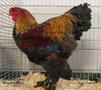 haan, Dieren en Toebehoren, Pluimvee, Kip