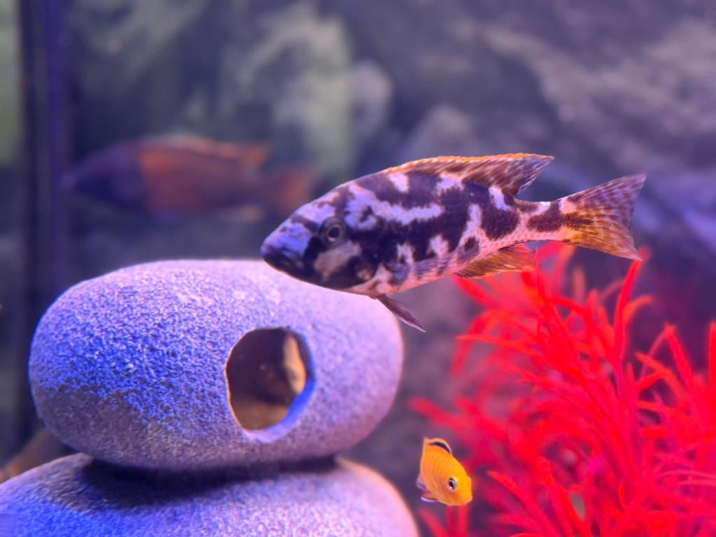 Malawi Cichliden Nimbochromis venustus
