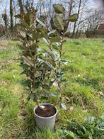 Plantjes olijfwilg, Jardin & Terrasse, Plantes | Arbres, Automne, En pot, Moins de 100 cm, Autres espèces