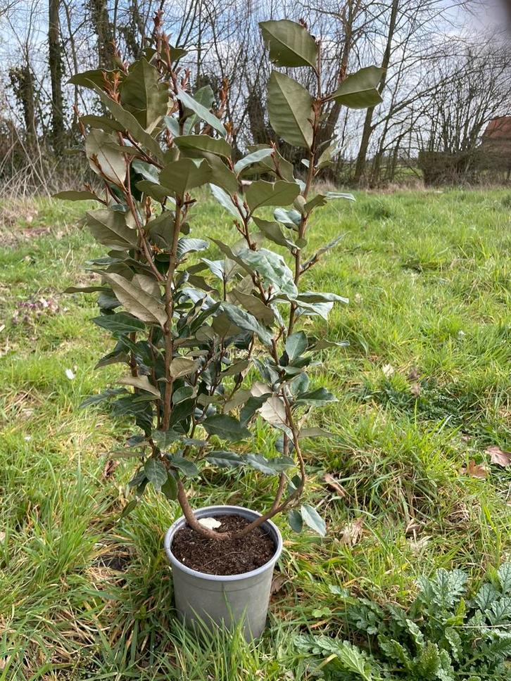 Plantjes olijfwilg, Jardin & Terrasse, Plantes | Arbres, Autres espèces, Moins de 100 cm, Ombre partielle, Automne, En pot, Enlèvement
