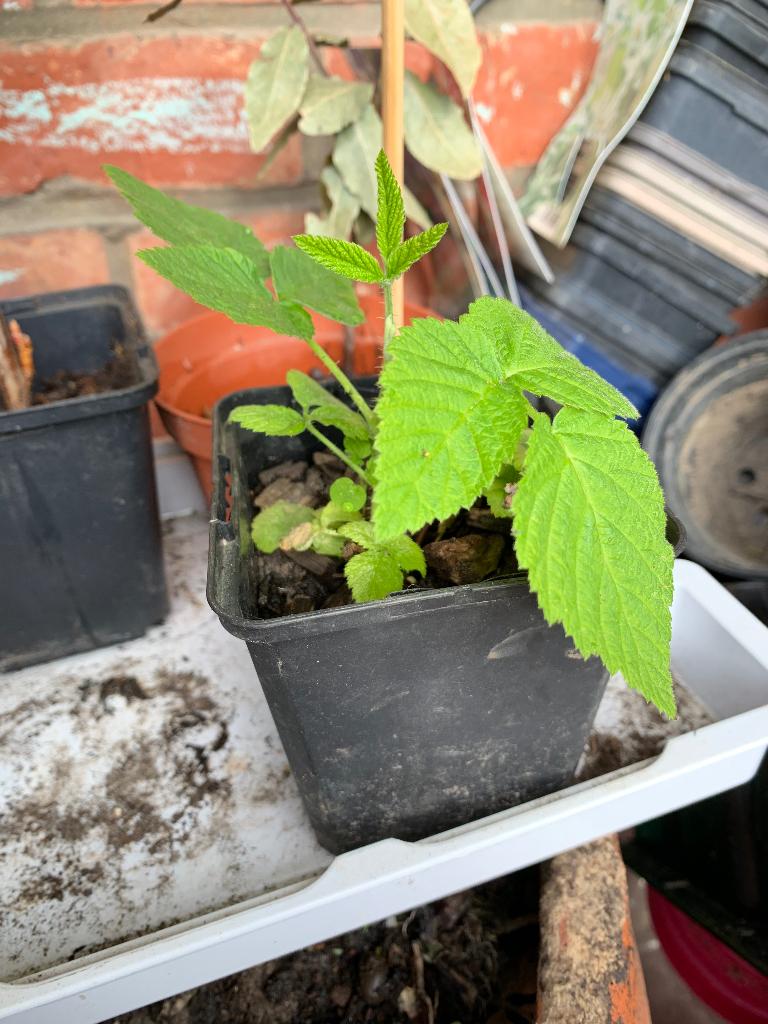 Gele framboos plantjes, Tuin en Terras, Planten | Tuinplanten, Volle zon, Vaste plant, Ophalen of Verzenden, Zomer