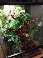 Kameleon met terrarium, Dieren en Toebehoren, Ophalen, Zo goed als nieuw, Terrarium of Paludarium