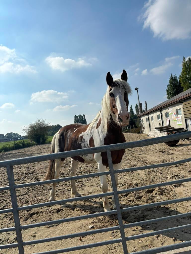 Lieve 9e jarige ruin te koop, Dieren en Toebehoren, Paarden, Ruin, Zadelmak, Gechipt, 7 tot 10 jaar