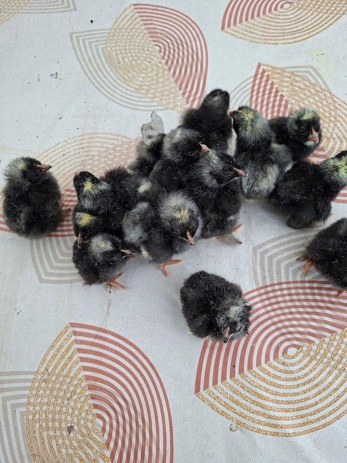 Poussins coucous de Malines, Animaux & Accessoires, Volatiles, Poule ou poulet, Sexe inconnu