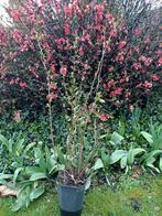 Japanse sier kweepeer roze/rood, Tuin en Terras, Ophalen
