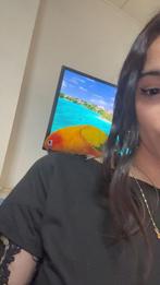 Conure soleil, Mâle, Perroquet, Domestique