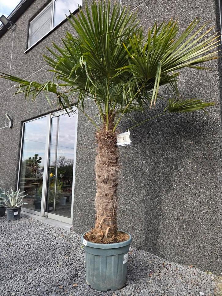 Palmboom Trachycarpus Fortunei, Tuin en Terras, Planten | Bomen, Palmboom, Ophalen