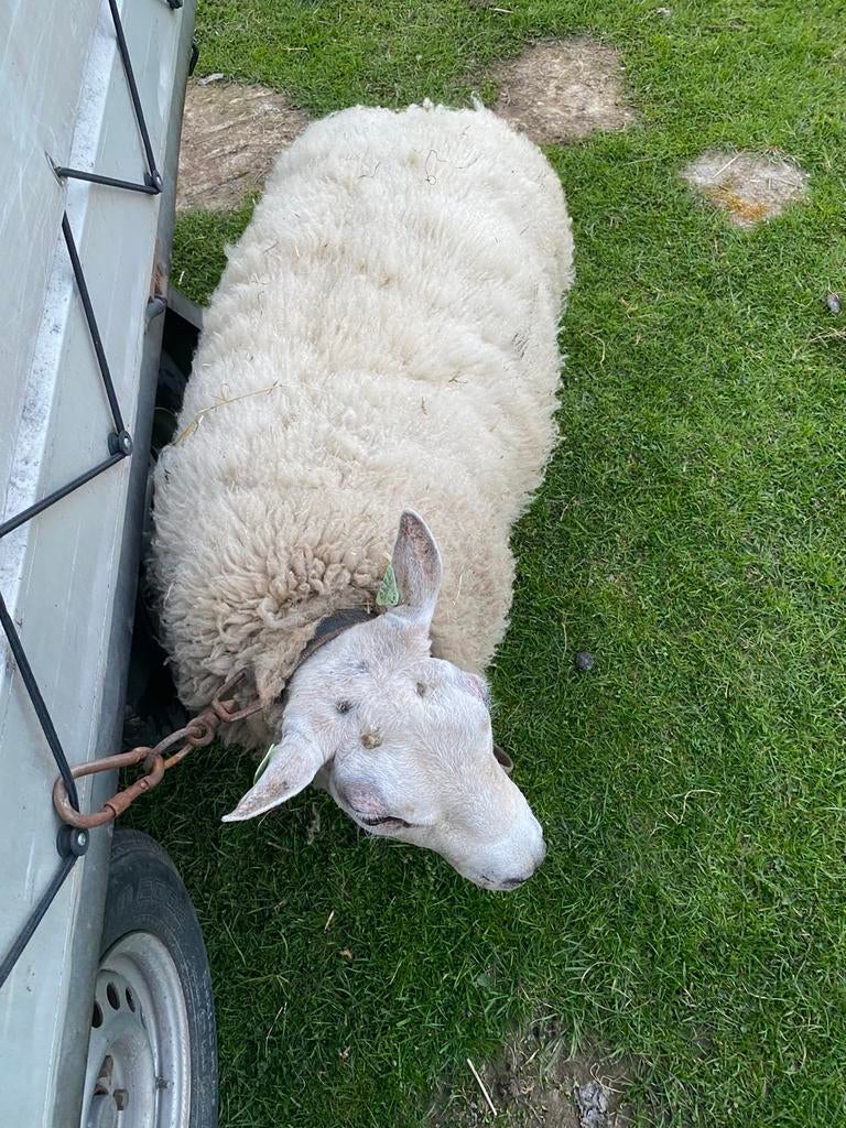 Ram texel, texelaar, Mâle, Mouton, 0 à 2 ans