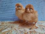 Schattige kuikens te reserveren voor pasen, Vrouwelijk, Kip