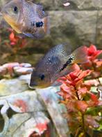 2x flowerhorn cichlide's, Poisson, Poisson d'eau douce