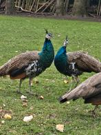 Mannelijke gekruiste gelewiekte pauw van 2 jaar oud te koop, Dieren en Toebehoren, Pluimvee