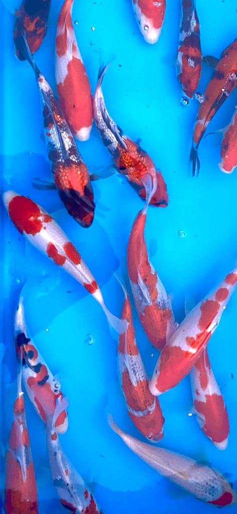 Jonge Japanse koi:18-23cm. Snelle groei. Nergens goedkoper!, Dieren en Toebehoren, Vissen | Vijvervissen