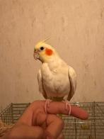 Te koop: 2 valkparkieten (cockatiels) + grote kooi, Enlèvement, Comme neuf