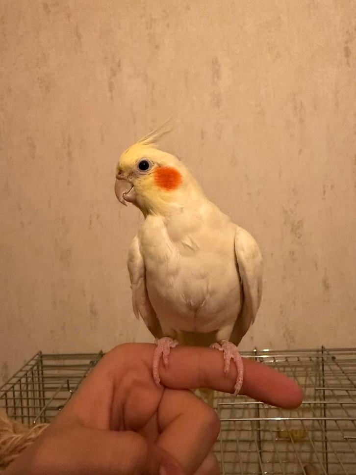 Te koop: 2 valkparkieten (cockatiels) + grote kooi, Dieren en Toebehoren, Vogels | Hokken en Kooien, Zo goed als nieuw, Ophalen