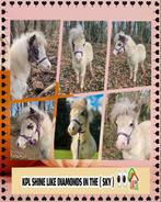 Minipaard, Dieren en Toebehoren, Hengst, Recreatiepony, Met stamboom, 0 tot 2 jaar