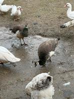 Pauw, Dieren en Toebehoren, Pluimvee, Vrouwelijk, Overige soorten