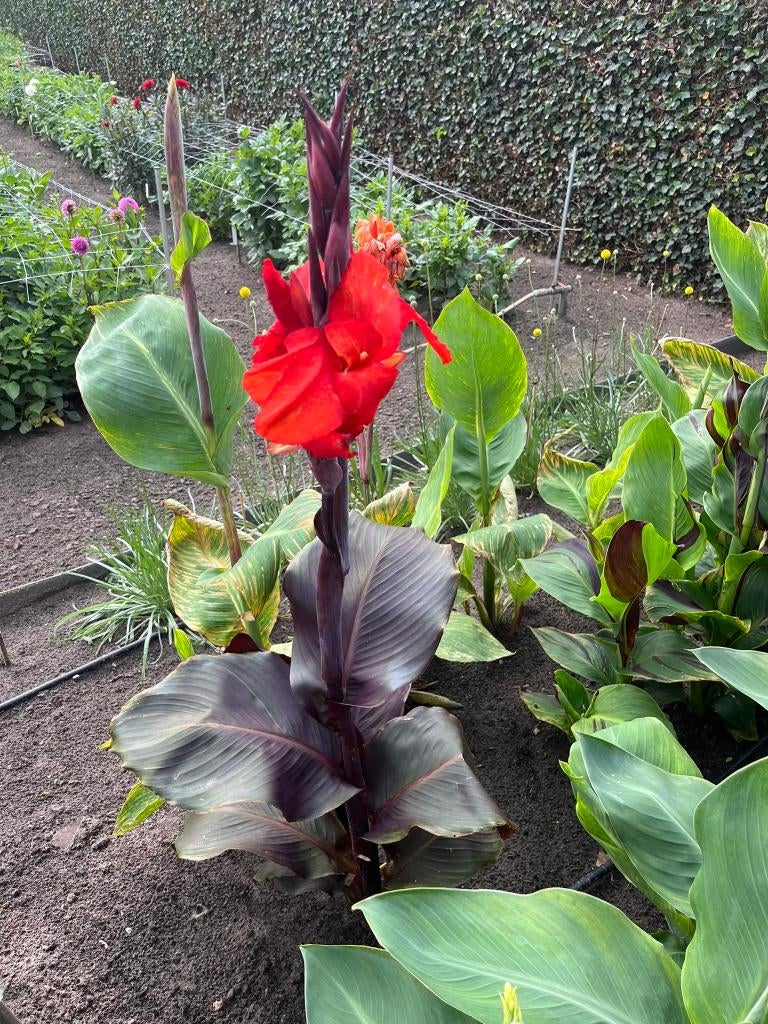 Canna's, Tuin en Terras, Ophalen, Voorjaar, Halfschaduw, Knol