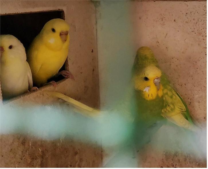 Koppels grasparkieten, Dieren en Toebehoren, Vogels | Parkieten en Papegaaien, Parkiet, Meerdere dieren