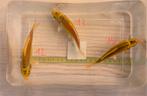 Koi 8-12 cm eigen kweek 5 voor €30, Poisson, Poisson d'eau douce, Banc de poissons