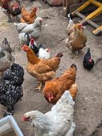 Leghennen en brahma haan