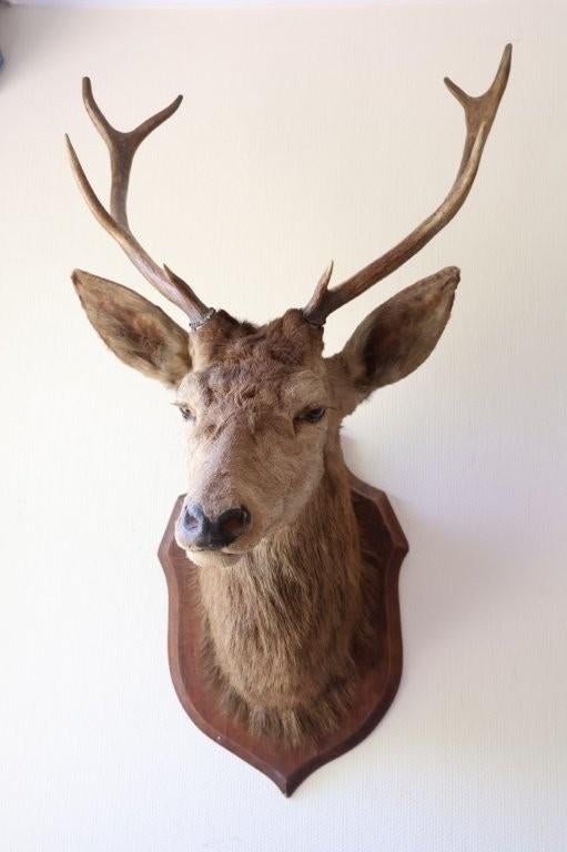 Taxidermie groot hertenkop 8-ender, Ophalen, Gebruikt, Opgezet dier