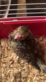 Valkparkiet handtam, Dieren en Toebehoren, Meerdere dieren, Parkiet, Geringd