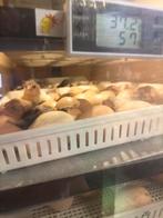 Kuikens van raskippen, Dieren en Toebehoren, Ophalen