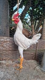 Modern Engelse Vechtkriel Haan, Dieren en Toebehoren, Pluimvee, Mannelijk, Kip