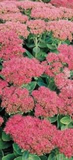 Sedum, Jardin & Terrasse, Plantes | Jardin, Enlèvement