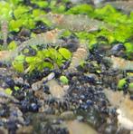 Garnalen Caridina sp. mini japonica, Homard, Crabe ou Crevette, Poisson d'eau douce, Banc de poissons