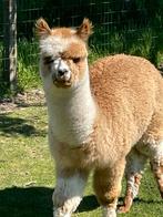 Bonte hengst, Mars, Mâle