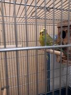 Koppel grasparkieten  met kooi