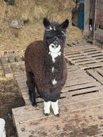 alpaca, Mâle, 0 à 2 ans