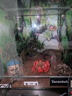 Tliltocatl albopilosus (krulhaarvogelspin), Dieren en Toebehoren, Ophalen