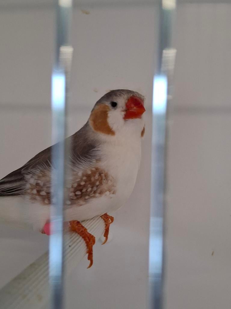 Zebravink, Dieren en Toebehoren