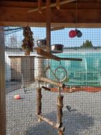 Vogel speelgoed, Papegaai